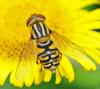 Parhelophilus versicolor